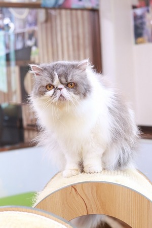 2025 06 27_nekomanma_1711