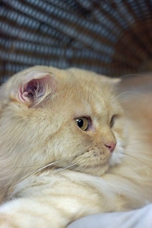 nekomanma_3799_edited-1