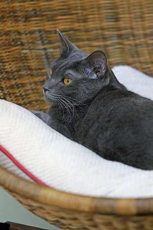nekomanma_5528_edited-1