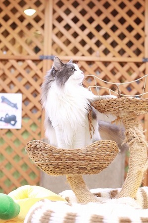 2025 06 29_nekomanma_1797