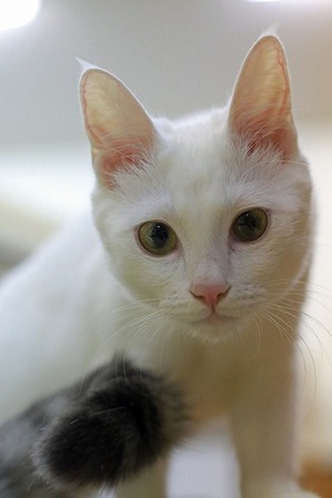 nekomanma_1369_edited-1