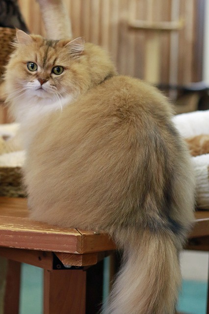 nekomanma_4320_edited-1