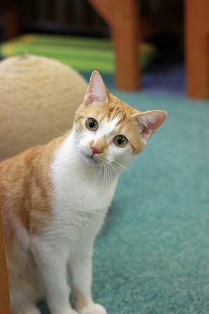 nekomanma_8303_edited-1
