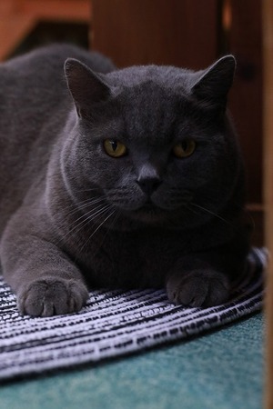 2023 04 16_nekomanma_7942