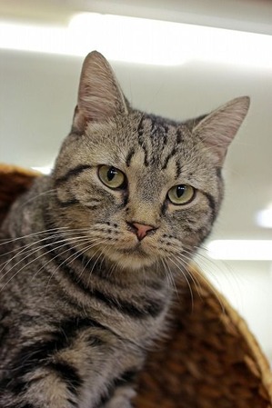 nekomanma_9396_edited-1