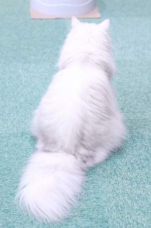 2022 09 04_nekomanma_3096