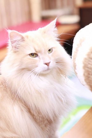 2025 06 29_nekomanma_1721