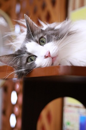 2025 11 02_nekomanma_3149