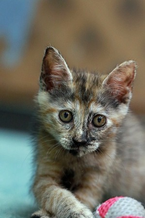 nekomanma_7979_edited-1