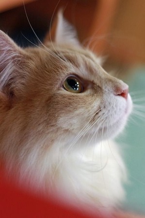 nekomanma_1507_edited-1