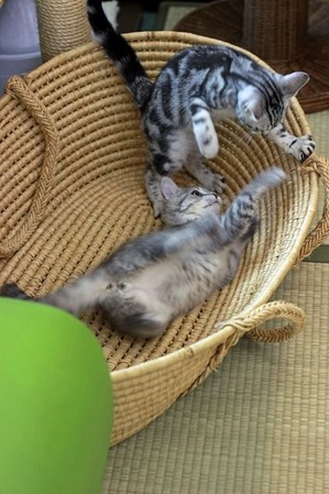 nekomanma_7593_edited-1