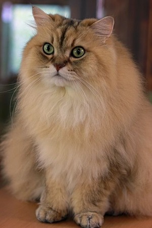 nekomanma_7564_edited-1