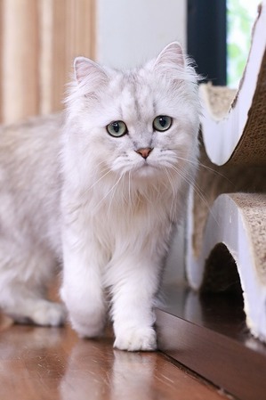 2025 04 13_nekomanma_0618