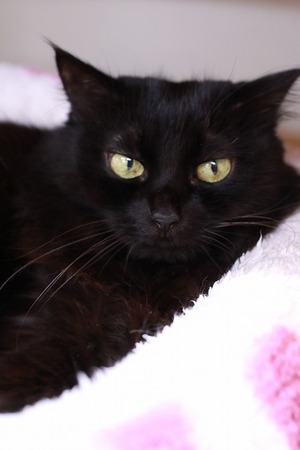 2023 05 07_nekomanma_8208