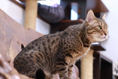 2026 02 22_nekomanma_4467-1