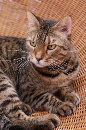 2025 01 02_nekomanma_9067