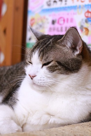 2023 02 05_nekomanma_6323