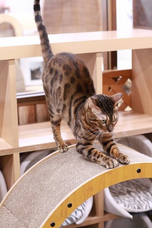 2025 04 06_nekomanma_0569