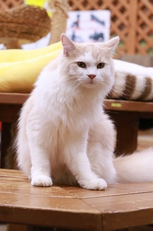 2025 04 13_nekomanma_0651