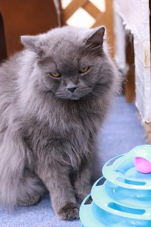 2025 06 29_nekomanma_1744