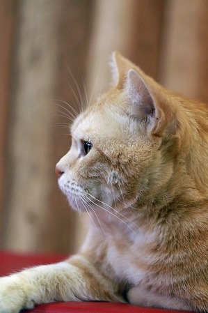 nekomanma_5519_edited-1
