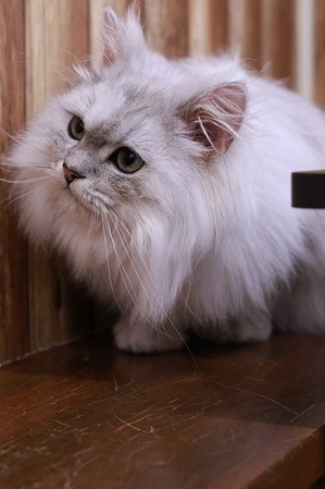 2025 06 12_nekomanma_1334