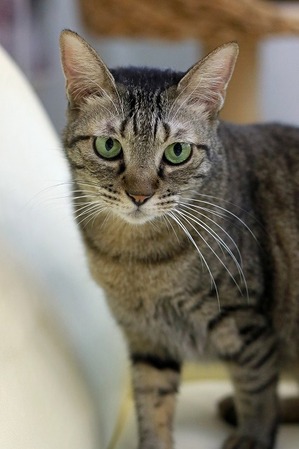 nekomanma_4065_edited-1
