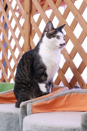 2026 03 29_nekomanma_4619