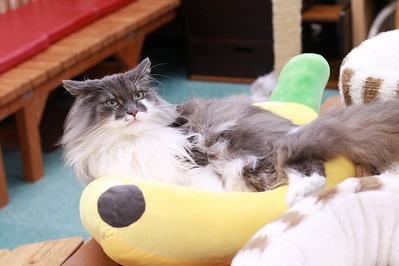 2025 07 06_nekomanma_1847