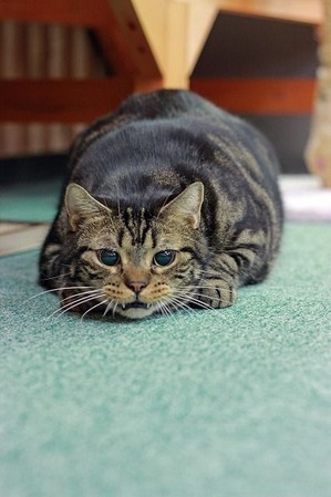 nekomanma_4182_edited-1