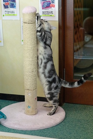 nekomanma_3965_edited-1
