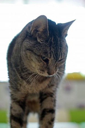 nekomanma_7000_edited-1