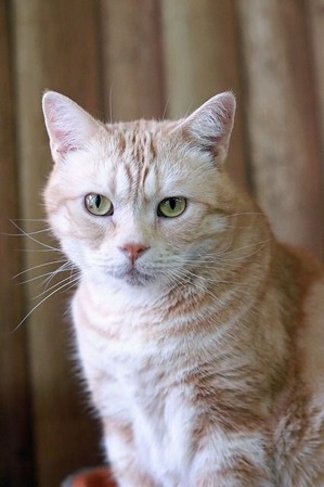 nekomanma_5857_edited-1