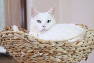 2024 05 19_nekomanma_5347