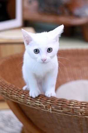 nekomanma_2445_edited-1