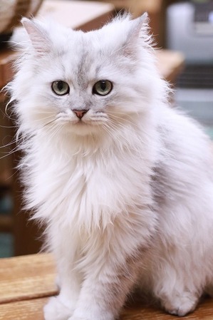 2025 11 02_nekomanma_3170