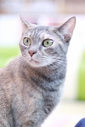 2022 07 24_nekomanma_2439