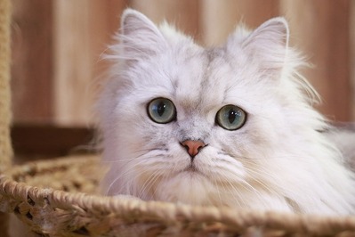 2026 03 15_nekomanma_4421
