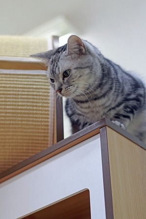 nekomanma_9148_edited-1