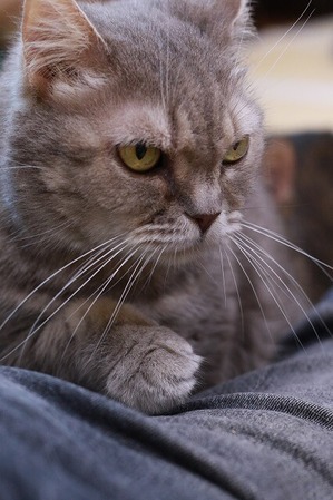 2025 09 28_nekomanma_2665