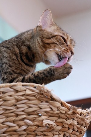 2022 12 25_nekomanma_5539
