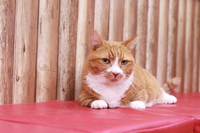 2025 01 04_nekomanma_9290