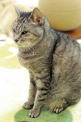 nekomanma_6428_edited-1