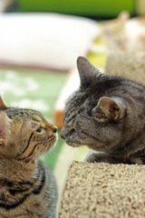 nekomanma_6426_edited-1