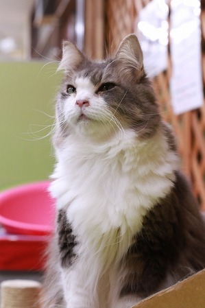 2024 12 24_nekomanma_8945