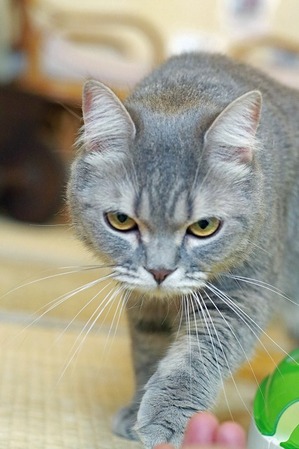 nekomanma_0481_edited-1