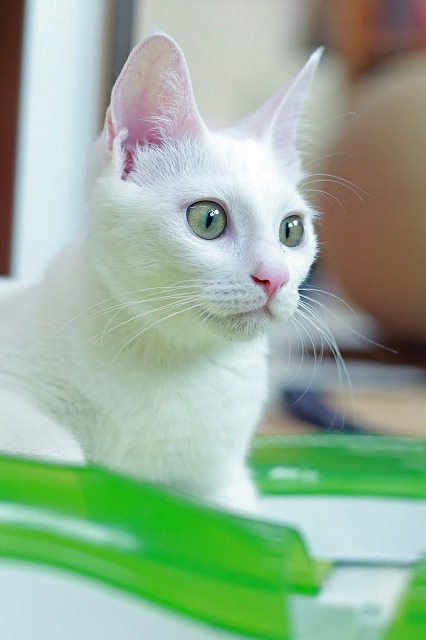 nekomanma_4064_edited-1