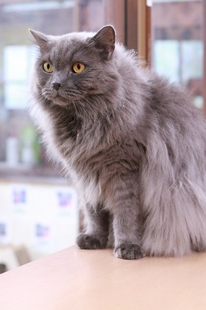 2025 02 22_nekomanma_9915
