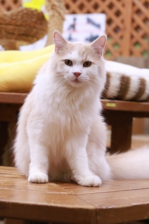 2025 04 13_nekomanma_0654