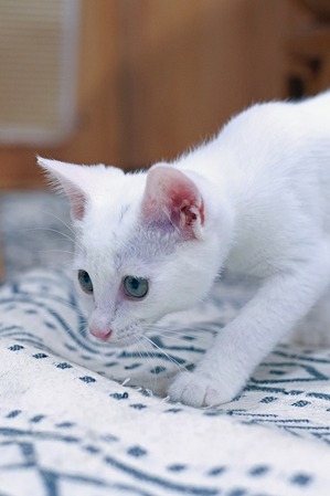 nekomanma_2337_edited-1